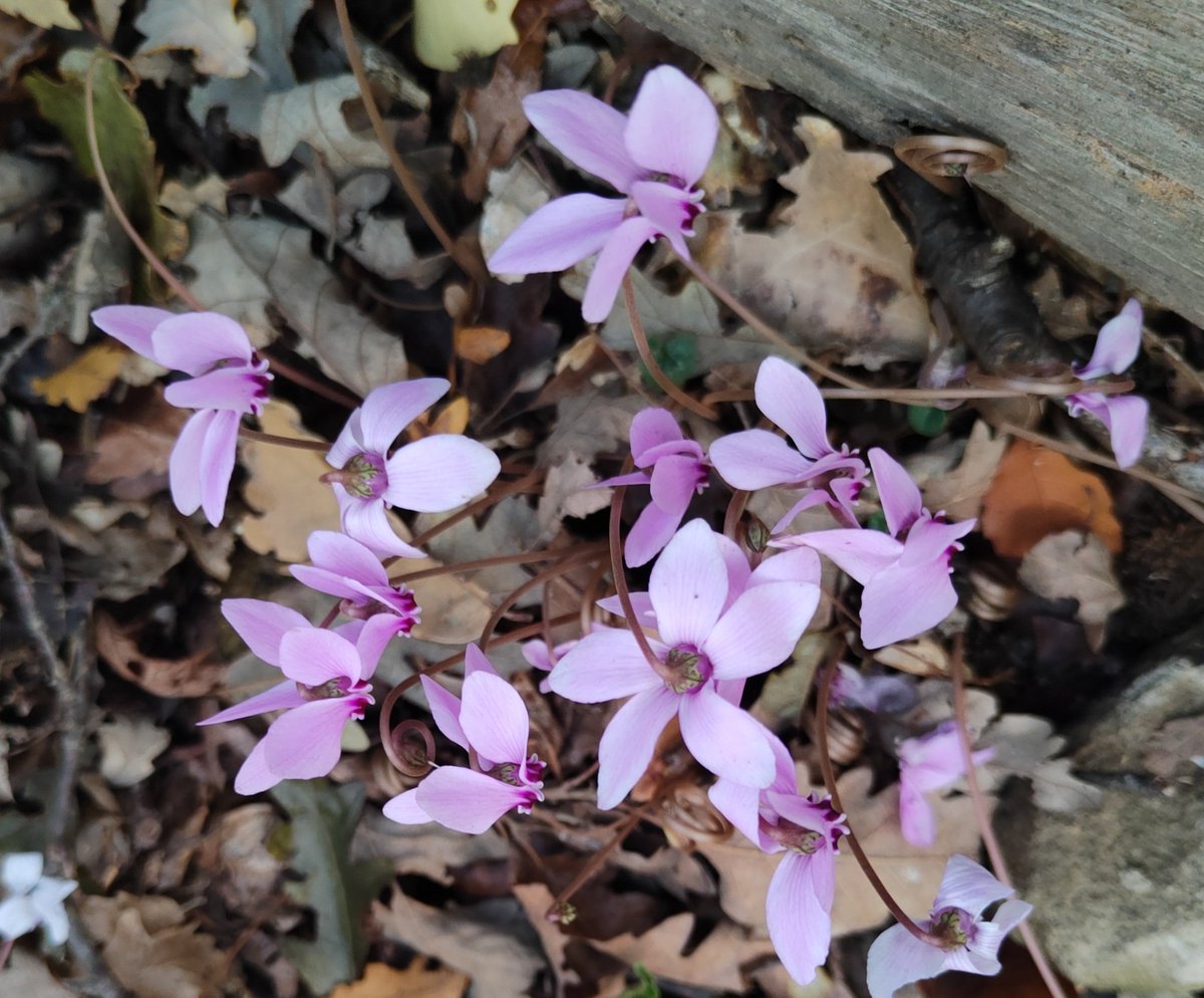 Saison des cyclamens à Bomarzo, dans le Sacro Bosco et, plus encore, dans les bois autour.