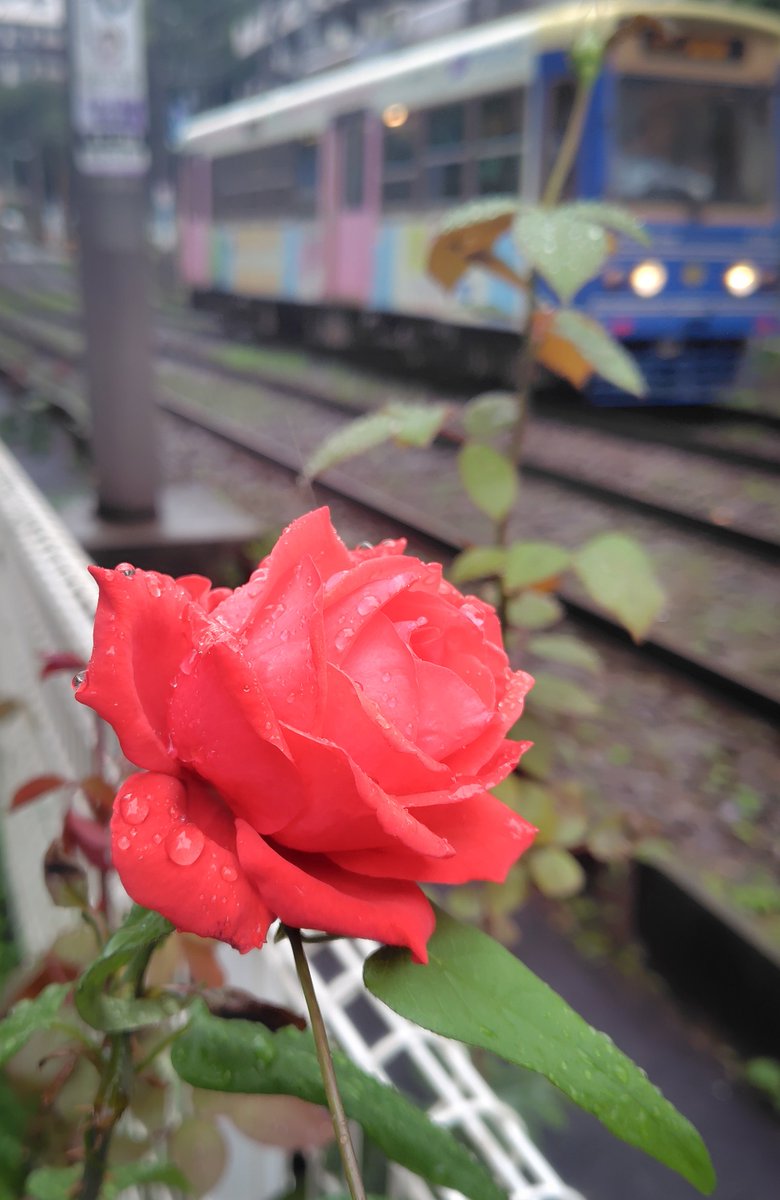 きょうのバラ
都電の線路沿いの薔薇、ほとんど花は終わりました。雨の中、ポツンと咲き残っていた赤薔薇。
#写真が好きな人と繋がりたい #キリトリセカイ #東京カメラ部 #豊島区 #大塚駅前 #薔薇 #スマホ写真