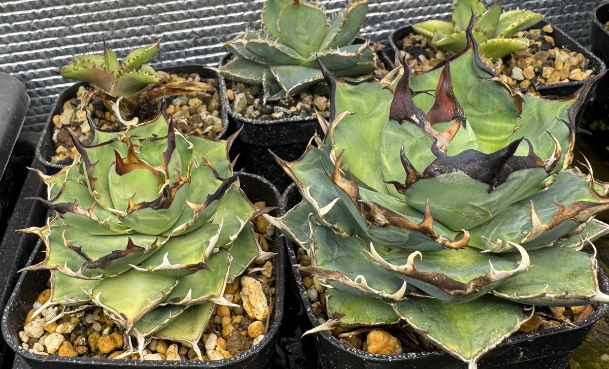 草乱祭にこれもっていきます🫡
ロウルサンコ実生2世

親はこんな感じです。
78番にいますので気軽にお声がけください🙇‍♂️