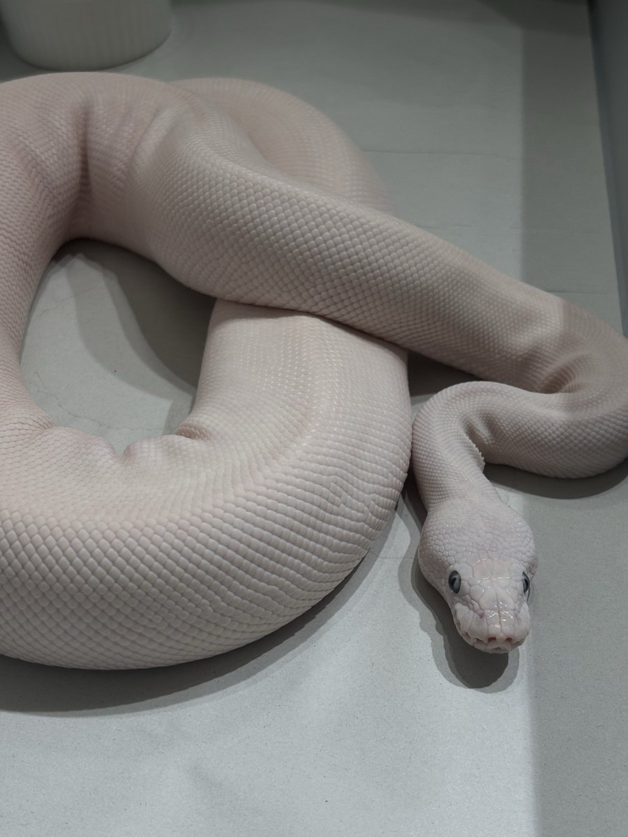 na___Python's tweet image. うっすらピンクパイソン。