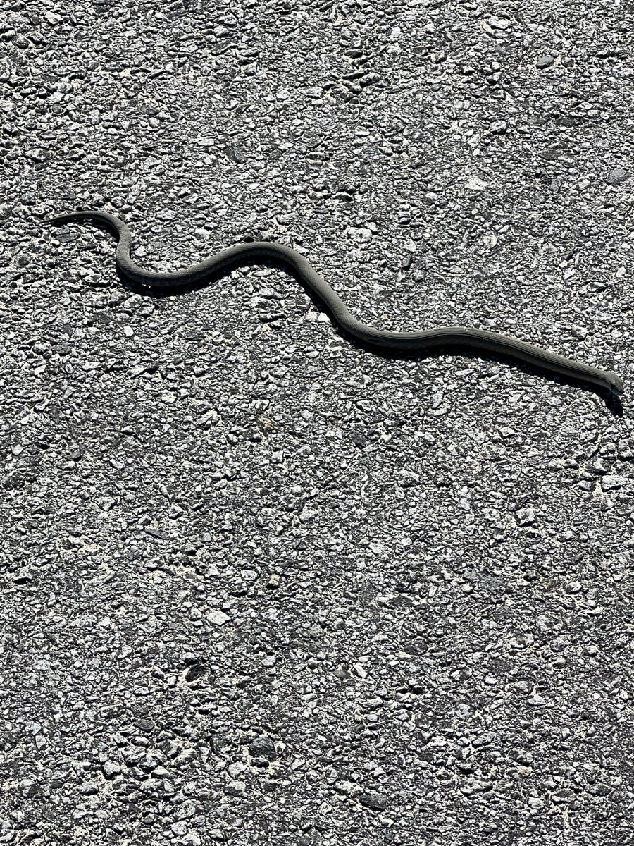 johnshenton1982's tweet image. Just me and one of the worlds most venomous snakes chilling in Perth 😂