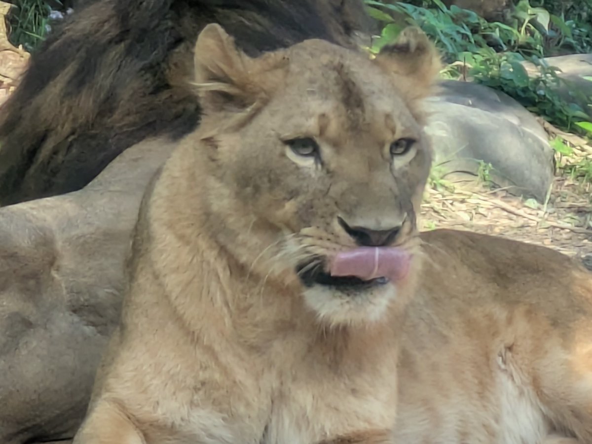 itozu_zoo's tweet image. 【ペロッ👅】
ミライ🐯ペロッ👅
コマ 🦁ペロッ👅
#到津の森公園 #ItozuZoo #ライオン #アムールトラ