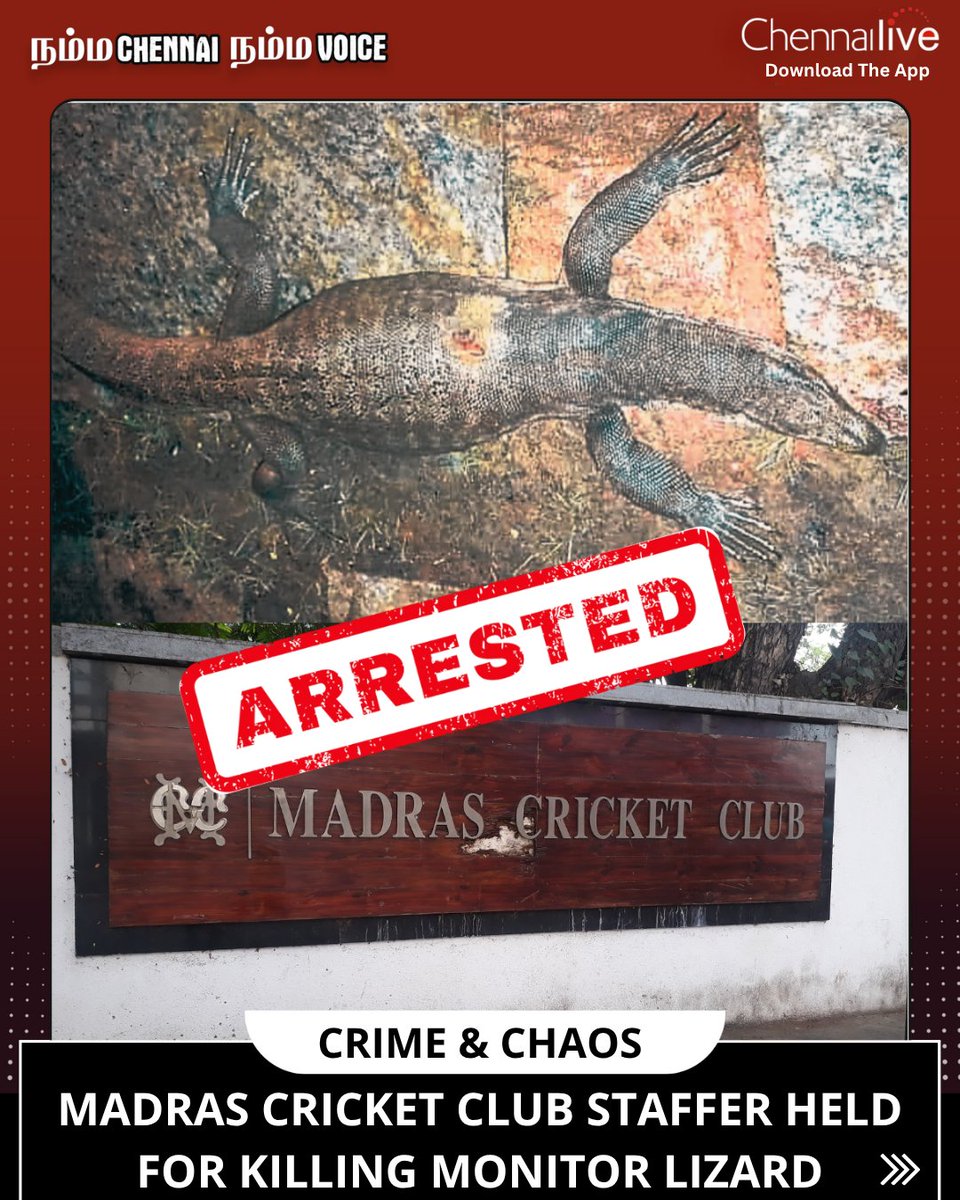 chennailive1048's tweet image. A 36-year-old accountant from the Madras Cricket Club was arrested for killing a monitor lizard with a crowbar inside the club premises on Thursday. #news #chennai #monitorlizard #wildlife #chennailive