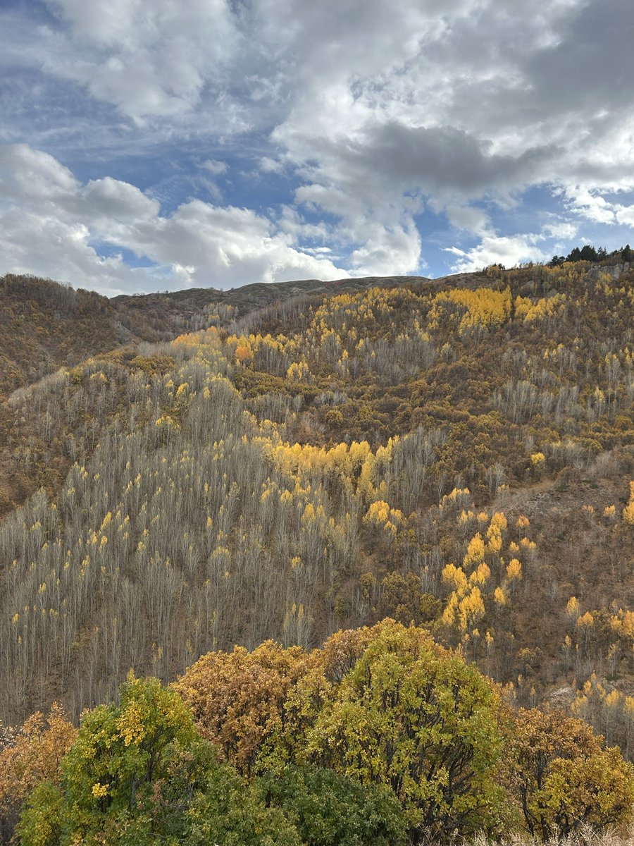 Arwenn____'s tweet photo. 𝓐𝓾𝓽𝓾𝓶𝓷 🍂🍁 

~ https://t.co/0n4S9zoigf