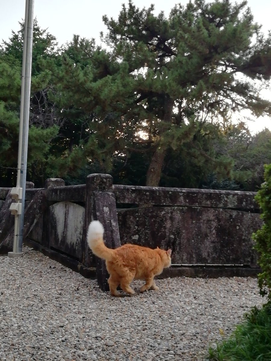神社neko on X