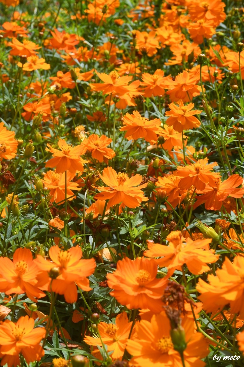 moto＠RP（風景・植栽の花など）リポストへのいいねは投稿した方