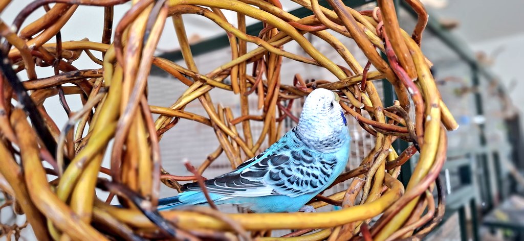 とりきち横丁🇩🇪 (@tyokochou) / Posts / X