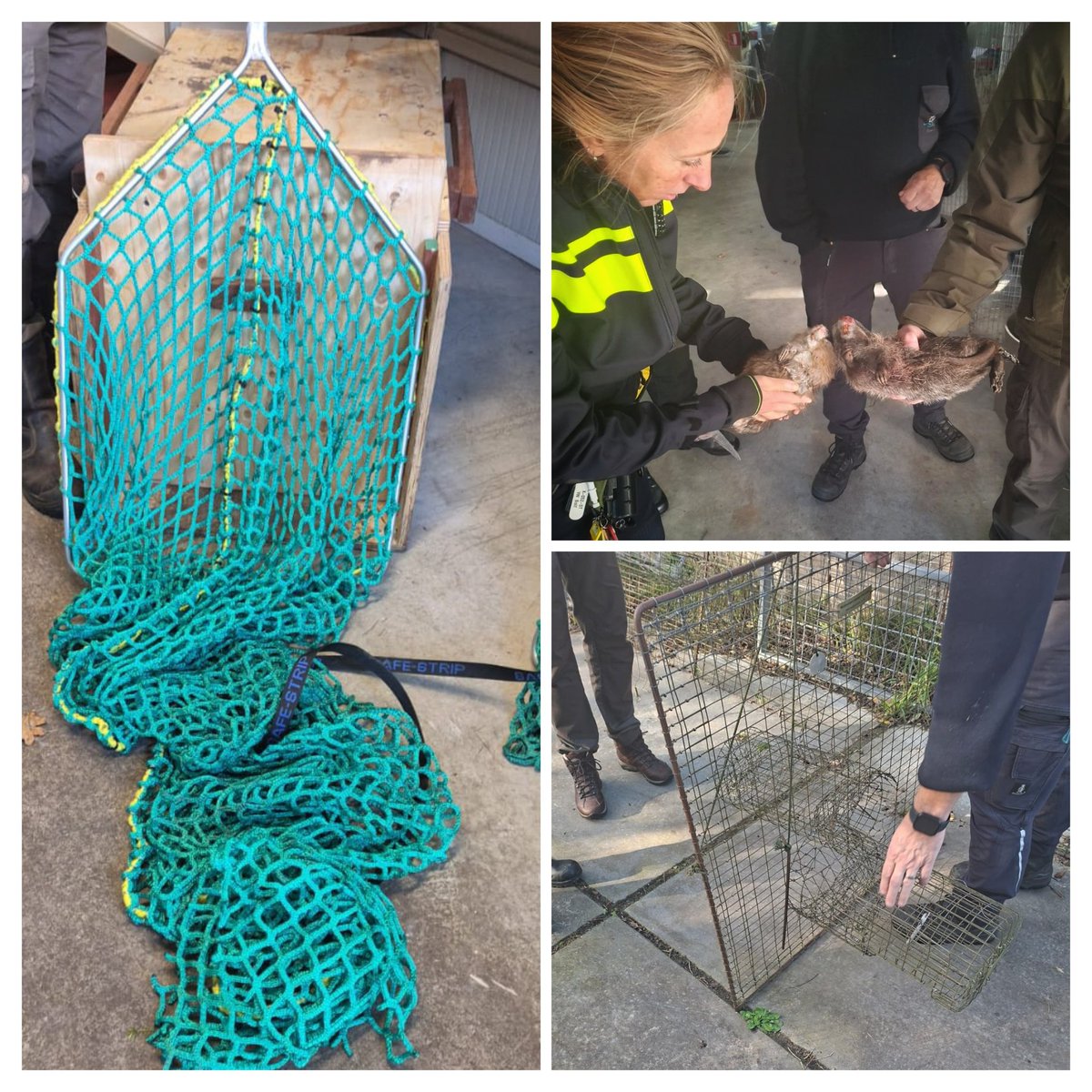 DeventerPol's tweet image. Gisteren 
Kregen wij, Greenteamers uitleg van een rattenvanger over het werk en verschillende vangkooien. 
Daarna zijn wij op pad gegaan #Toezicht en #Handhaving in onze gebieden.

Het was een mooie frisse avond 
#groeneboa 💚#politie💙 #samenwerking ✅

Mooi dag gewenst 👮🏼‍♀️👋🏼