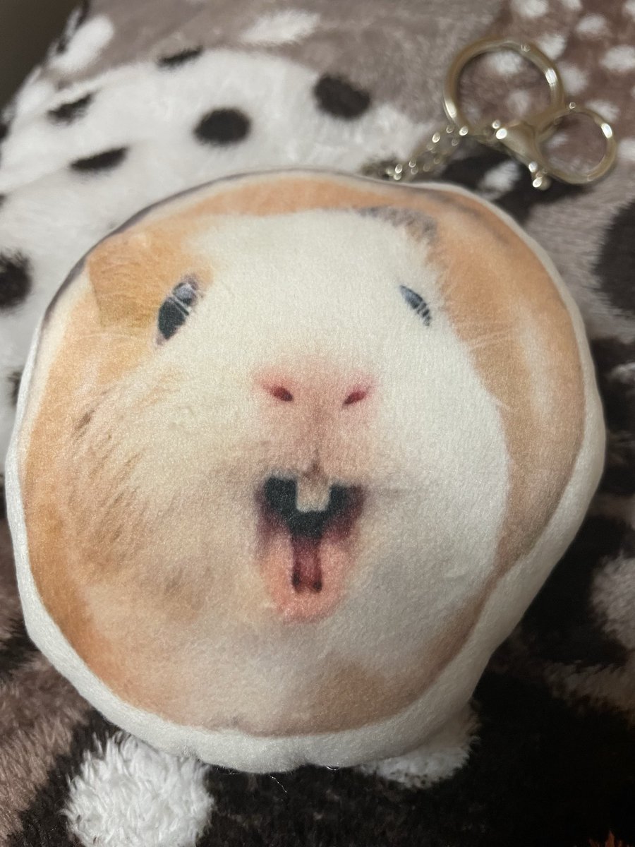 あーちゃん@❤️🐹 on X