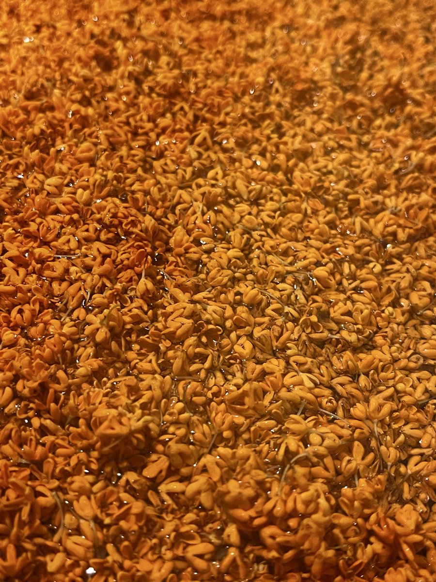 今年も秋を仕込みます