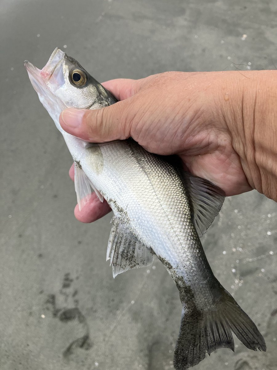 ❤ロッテ18さまさま❤X'masStick❤✨️ ❤ロッテ18さまさま❤X'masStick❤✨️ ❤ロッテ18さまさま❤X