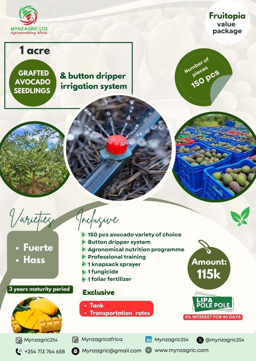 mynzagric254's tweet photo. If you'd like to plant your 1 acre Hass or fuerte avocado 🥑 seedlings and incorporate drip irrigation then look no further than @mynzagric254 
Fruit seedlings ready for transplanting. 

Click this link to message us on WhatsApp: https://t.co/no7tGz5Udc  

#saturdaymorning https://t.co/vz2f4PTZnu