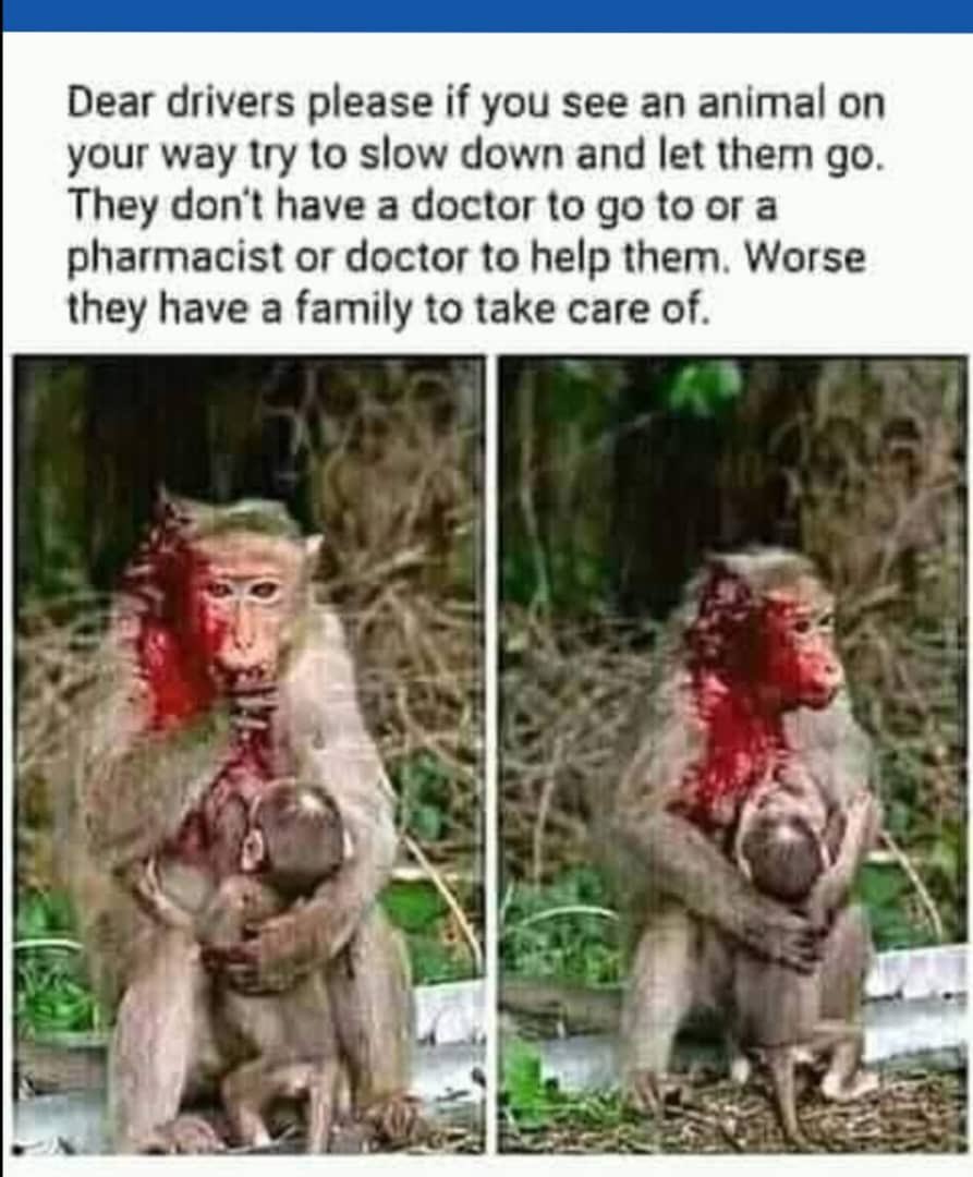 ConserveZim's tweet photo. Drive safely in wildlife corridors. Wildlife is a priceless national inheritance, a vital resource, and a significant driver of revenue.
#saveouranimals #speedkillsanimals #wildlifematters @Zimparks @CITES @tamimudzingwa @tscz1 @IUCN @KAZATFCA https://t.co/W6QiGxhs70