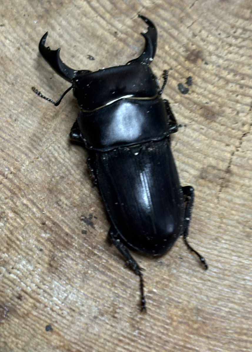 北のぎらふぁ@インセクトプロショップヒデ on X