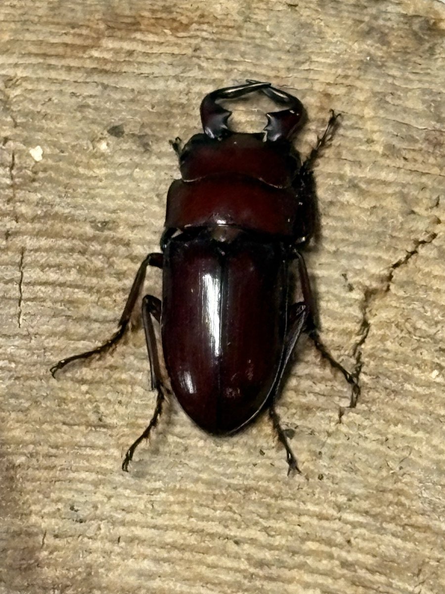 北のぎらふぁ@インセクトプロショップヒデ on X