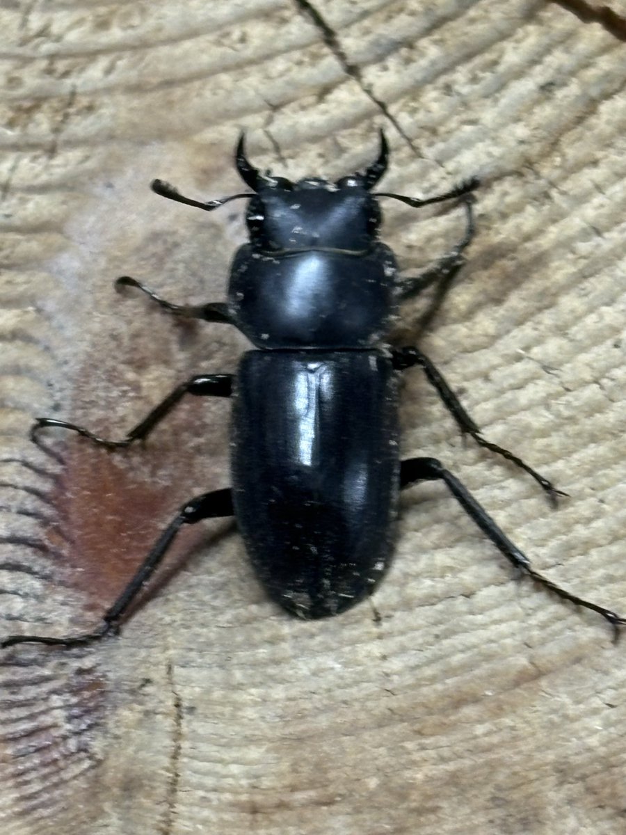 法螺貝　ＮＯ−５９
ホラ貝、和楽器、和太鼓、修験道 北のぎらふぁ@インセクトプロショップヒデ on X