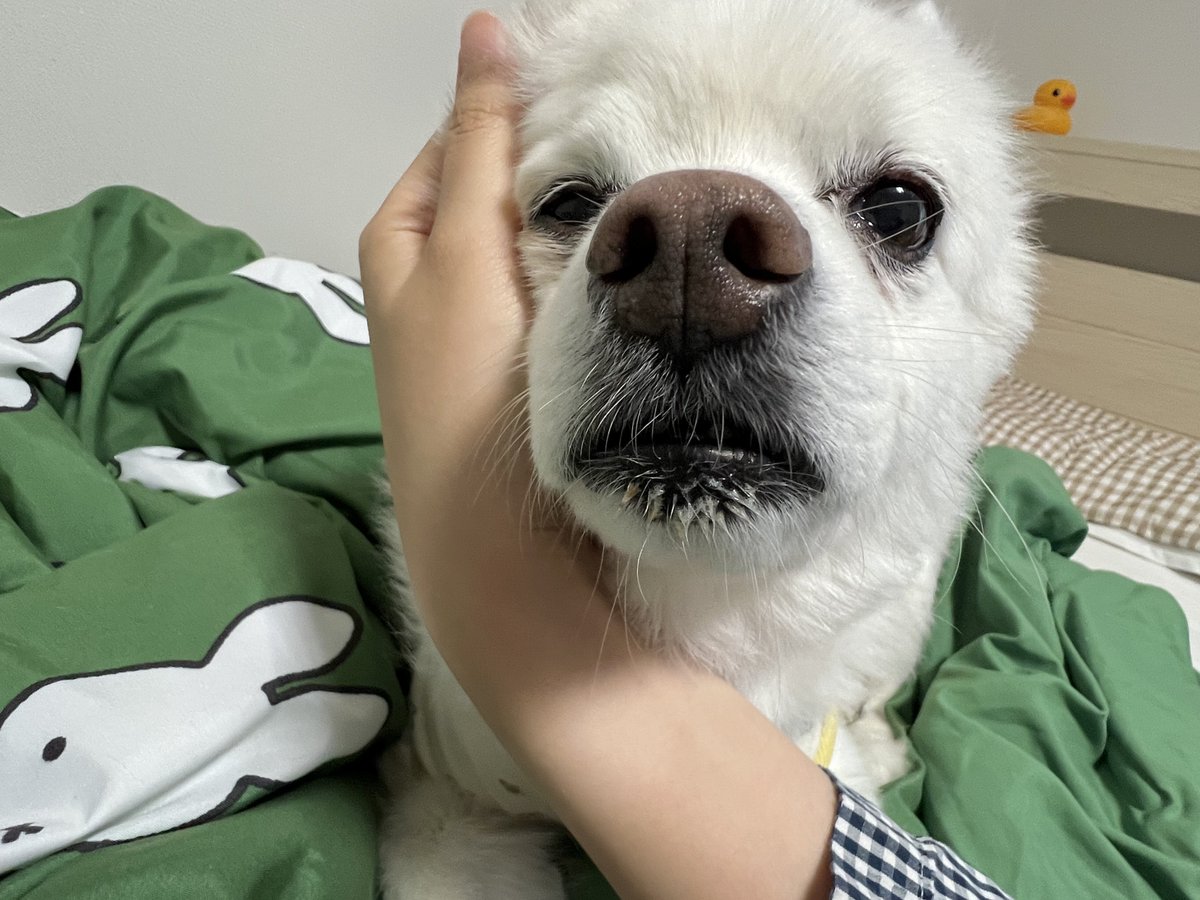 yulmarron's tweet photo. 지 졸리다고 빨리 만져달래
성의없이 만지면 손 턱하고 올려서 항의함 ㅠㅠ
개꿀잠주무신다 ..💤 https://t.co/nqvygOyVV7
