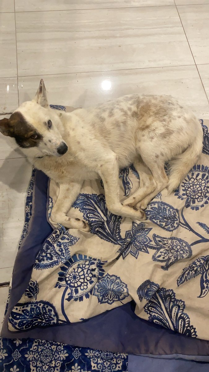 off2percs's tweet image. Nigga look majestic