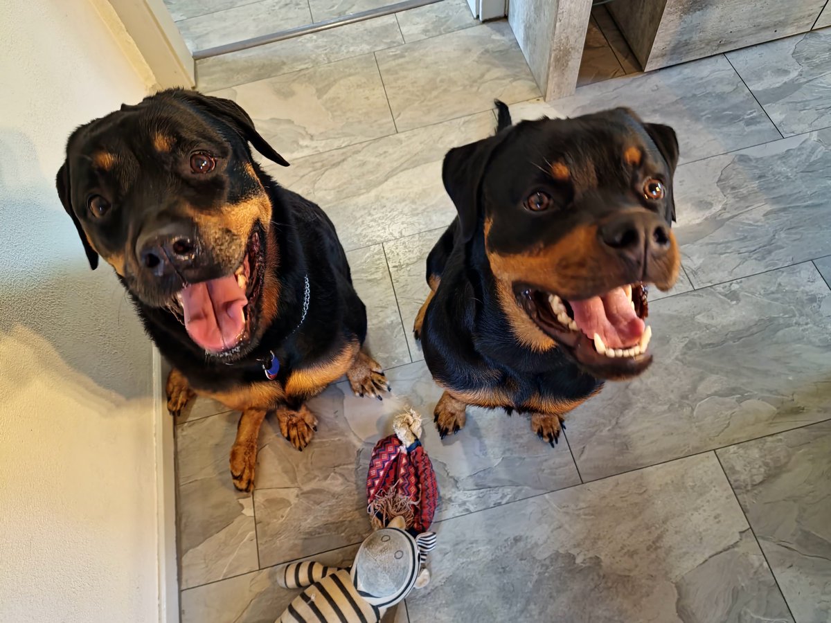 The_ArtCreator's tweet photo. Wir haben am Donnerstag Zuwachs bekommen! Links unsere Tammy, rechts unser neues Familienmitglied: Yumi vom Wiesenthal. 8 Monate, ein Trennungsopfer aus gutem Hause. 
#Rottweiler 
#Hunde https://t.co/9fnqoqoOGB
