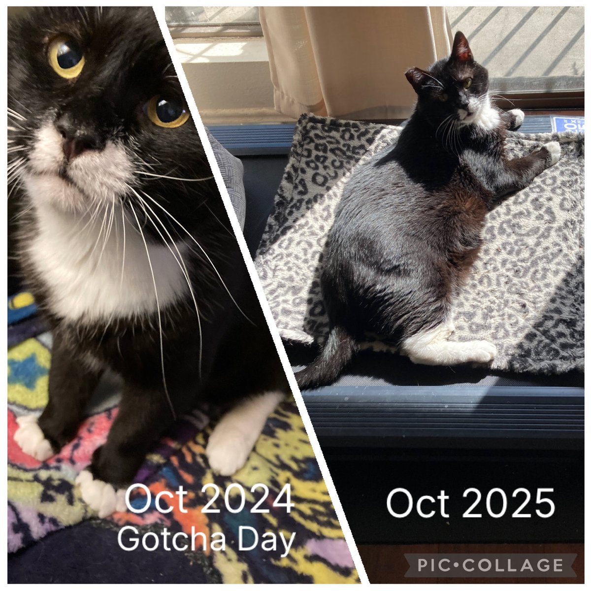 info_monger's tweet photo. What a difference a year makes! Last October, I welcomed  these lovely beings into my home. Thought I’d share some then-now photos for #Caturday. I’m glad you’re here #MelloCat &amp; #BlakeCat ❤️🎉🌺 . #orangecats #tuxedocats #HedgeWatch #cats #CatsofTwitter https://t.co/gEIU8c6nuZ