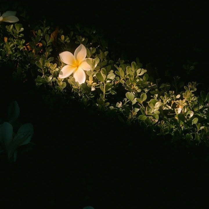 “Ben kaybolmanın  erdemlerine inanan birisiyim. Göz önünden çekilmenin, sessizliğe bürünmenin, dünyayı biraz da bir kovuğa yerleşip oradan seyreylemenin insanı geliştirdiğine inanıyorum.” 

Kemal Sayar 🌼