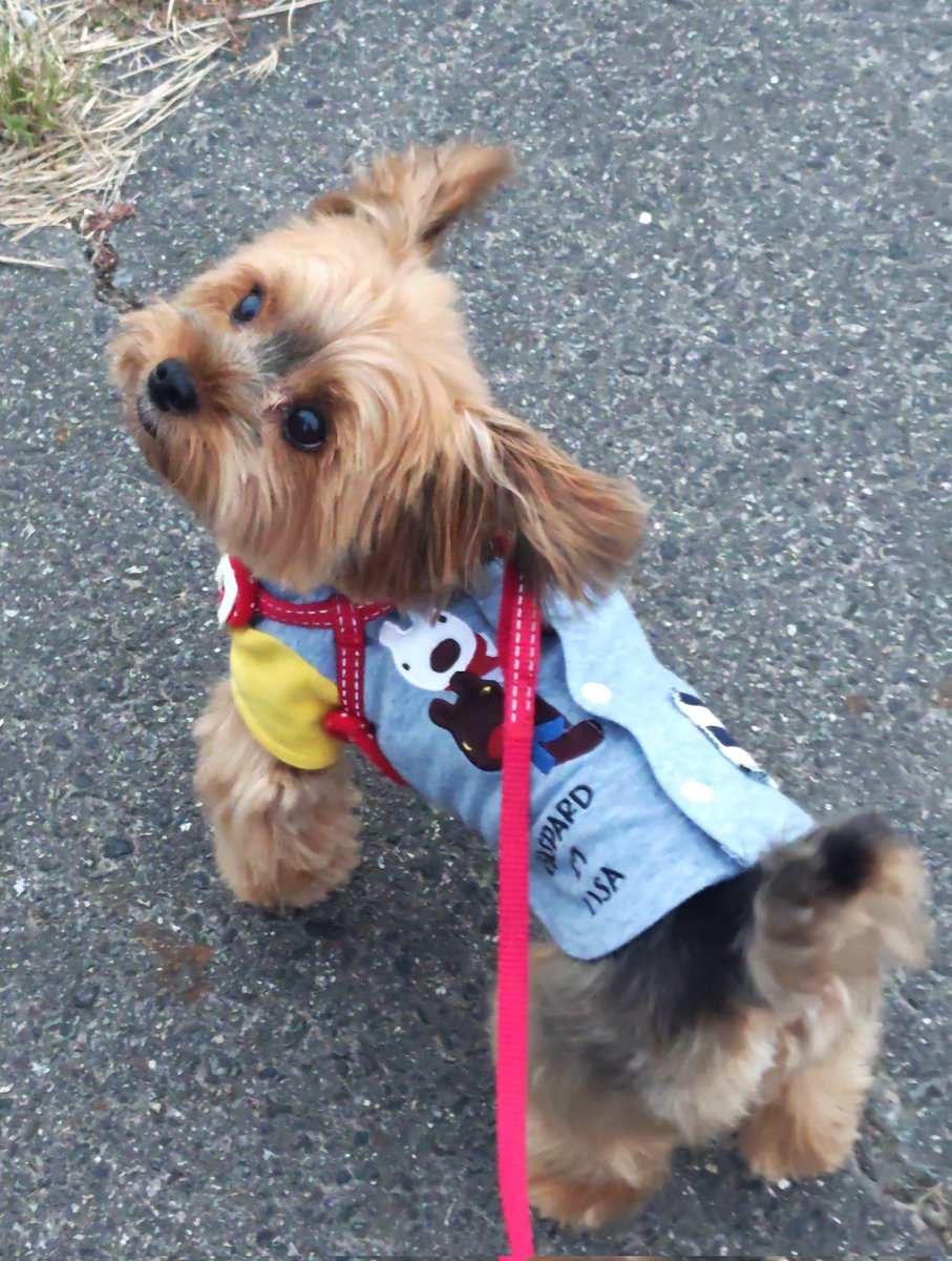 yamakyon7151's tweet photo. 犬最高！いぬ、最高！！！ https://t.co/w5q2TBsmdT