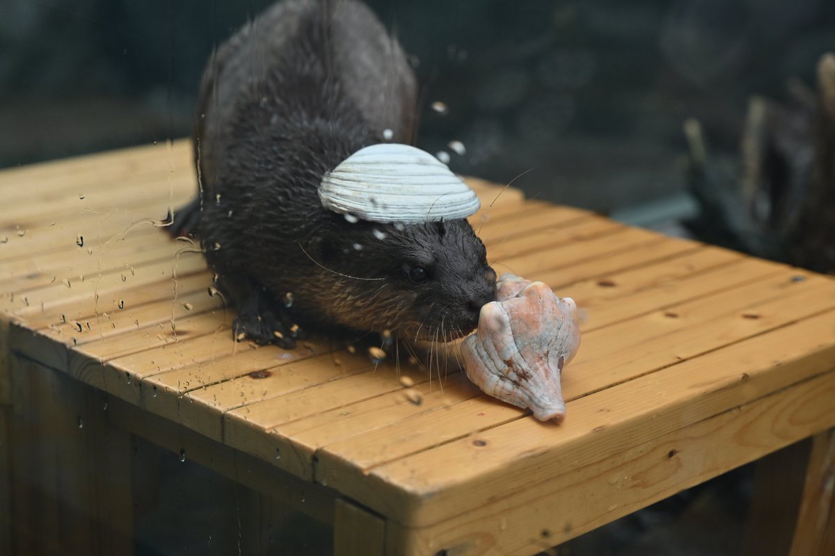 デッコイチャフ on X