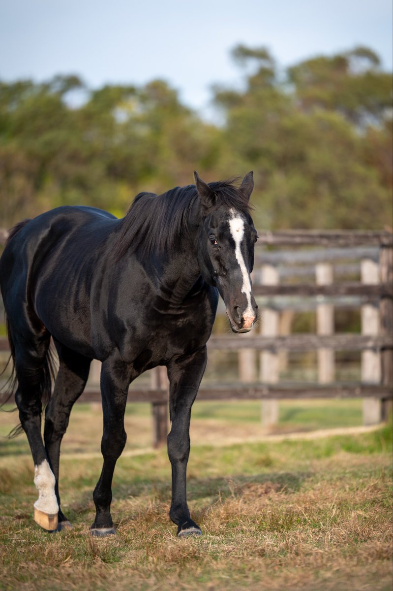 ブラックタイド