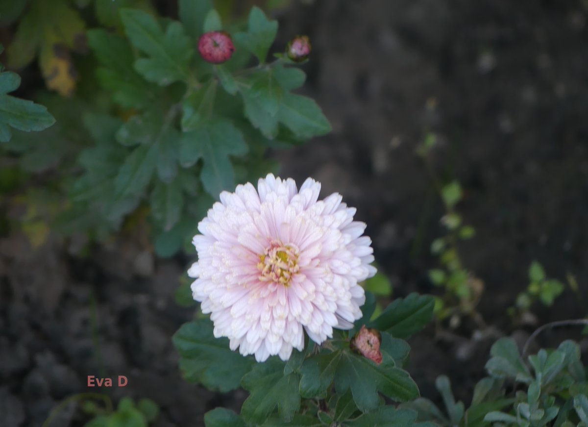 EdaFaktor's tweet image. 📷  Olomouc, Velkomoravská ul.