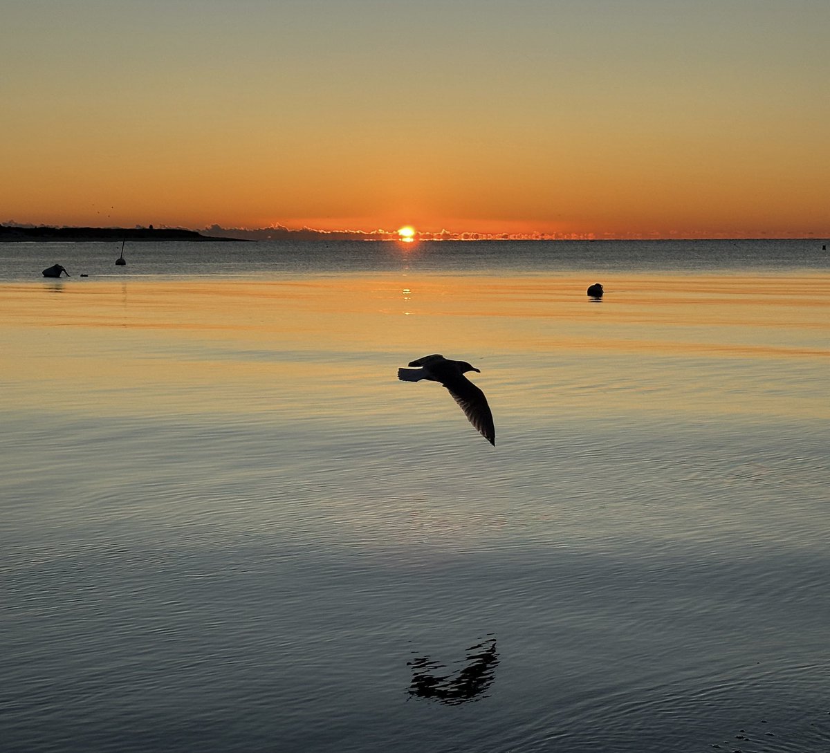 lightand_life's tweet image. Good Morning 
#CapeCod