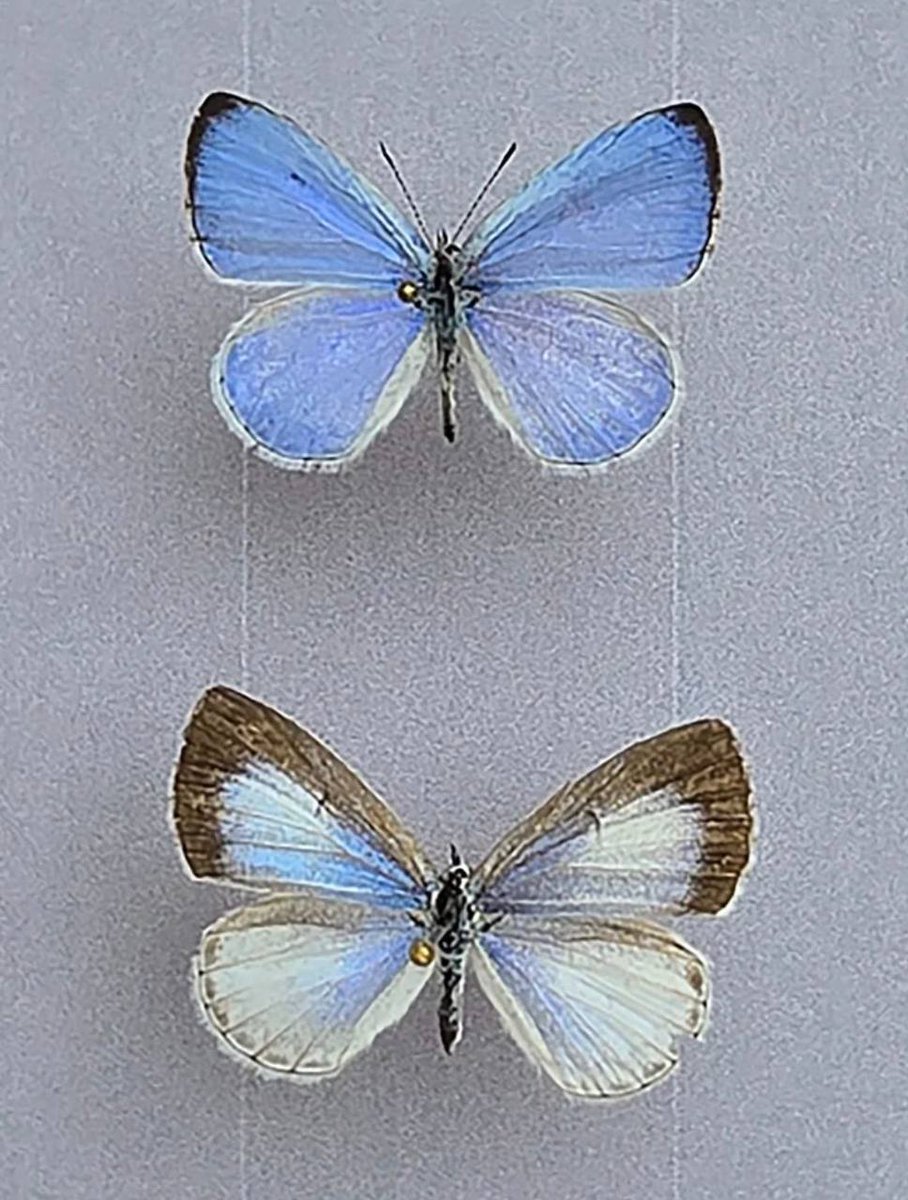 🇺🇸🦋 На честь убитої у США українки Ірини Заруцької назвали новий вид метеликів — ABC News

«Це переживе більшість інших пам’ятних знаків, бо це живий організм. Її ім’я буде увічнено у вигляді метелика», — сказав президент і директор організації «Міжнародне дослідження