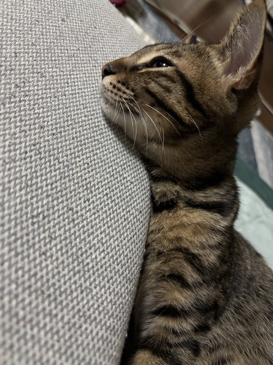 きじねこ キジ猫🐱番長のファイト 虹の橋を渡る (@fight1960) / X