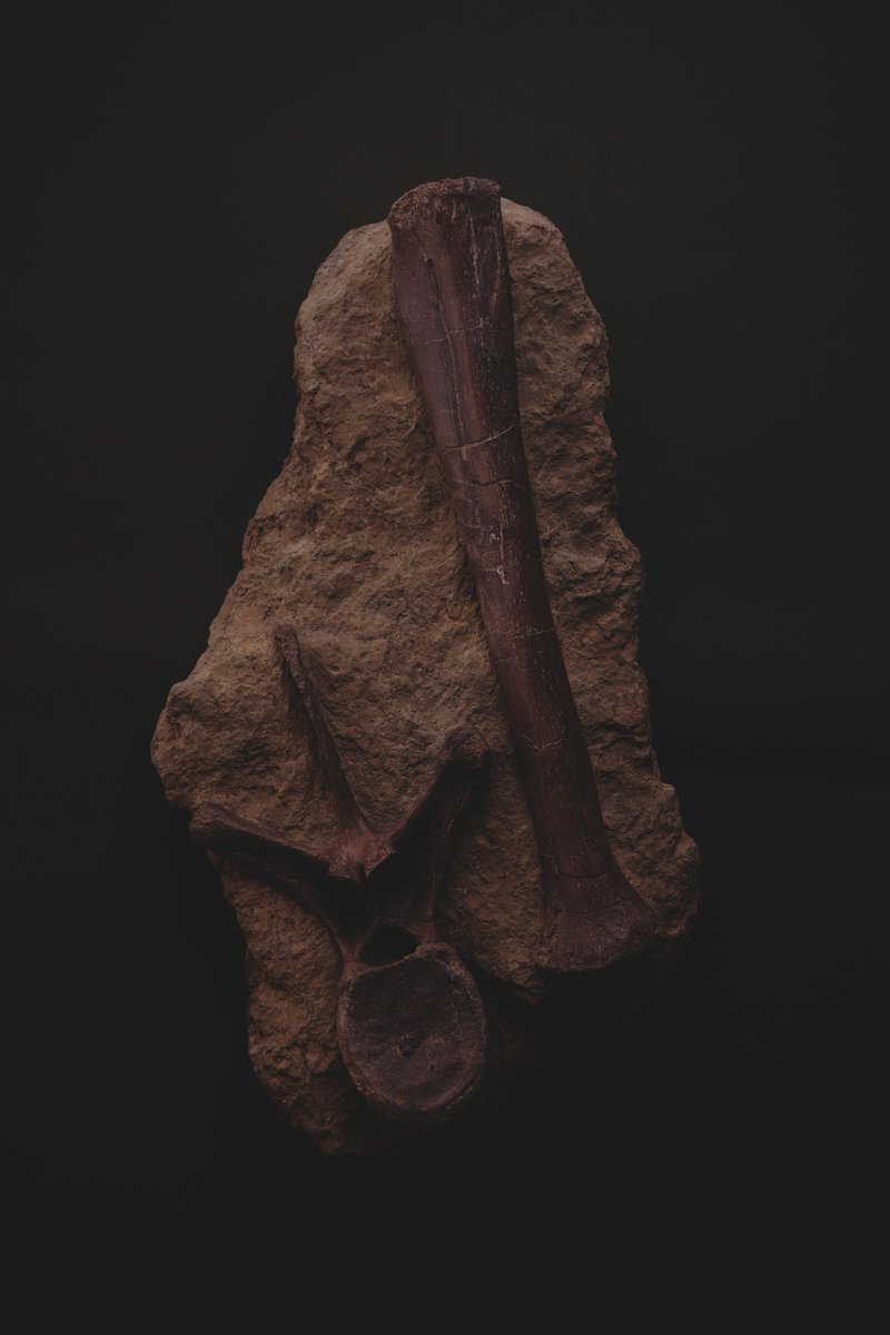 買える化石博物館 on X