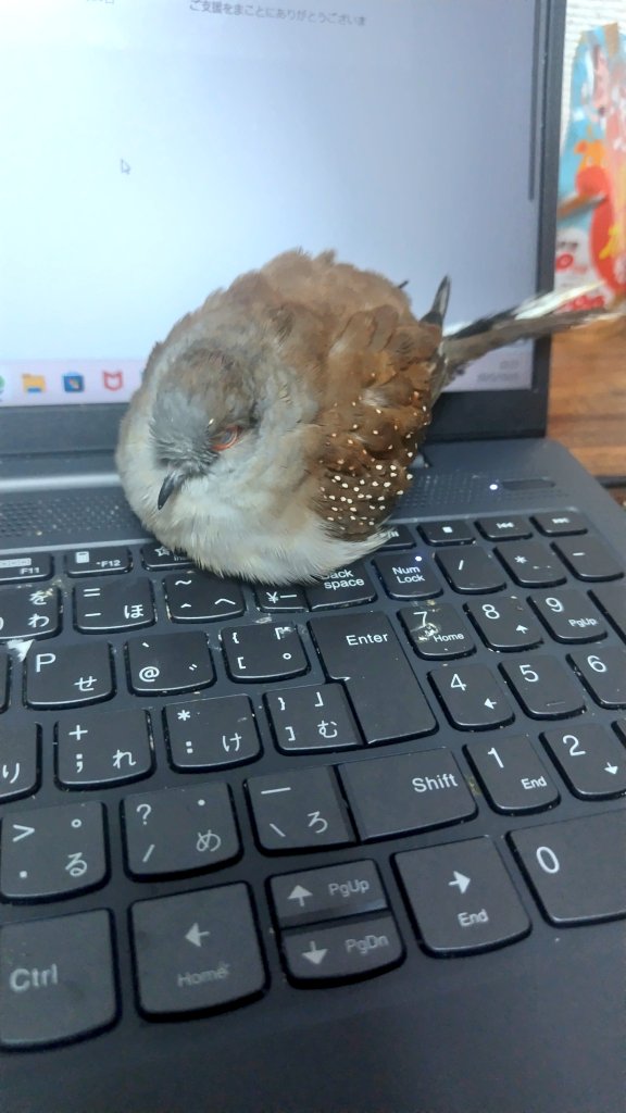 ✬❂SeaMonz❂✬ 様 COTTON DENIM PANTS｜JUNYA WATANABE MAN｜BOTTOMS（ボトムス