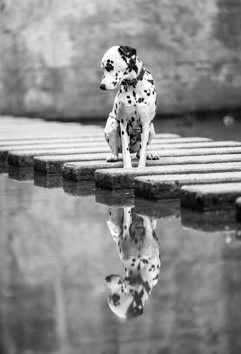 HerrSchroedi's tweet image. An das gesamte Twitterrudel!
Kollege Kuddel wurde heute in die obere Abteilung des Hunderudels versetzt. 🌈🥹
Wir senken Ohren &amp;amp; Rute, bellen ein letztes „Mach’s gut“ und bewahren sein Andenken – mit Stil und Schnauze! 🖤🐾🐾