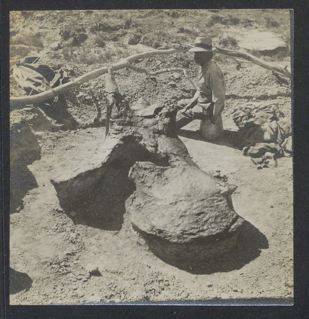 Jordan_Mallon's tweet photo. ... and just managed to track down the following unpublished photos. It's a shame that such a fine skull was lost to science. CHS later reidentified the skull as that of Triceratops, thinking it was most similar to the @FieldMuseum skull. (2/2) https://t.co/OJmSmrfCct