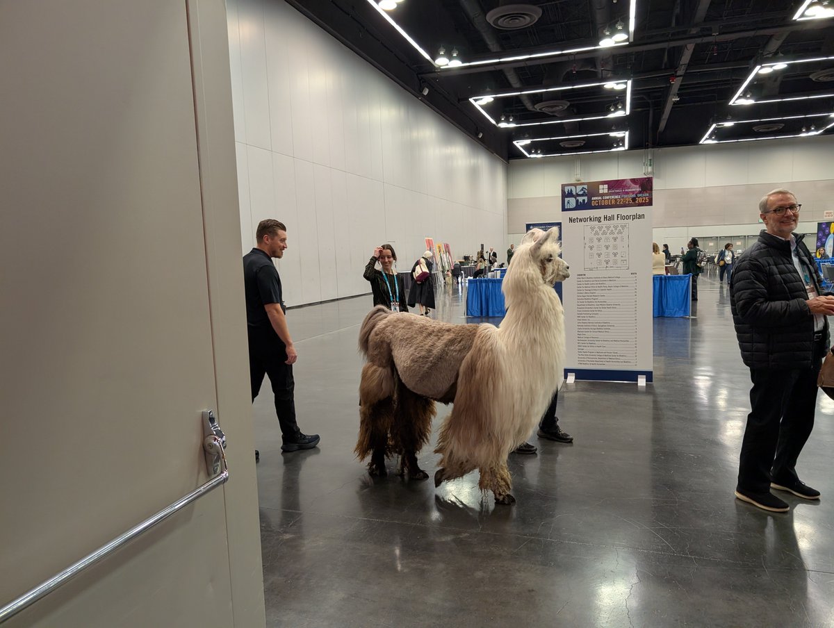 preeti_john's tweet image. Llama love: Caesar &quot;thenodramallama&quot; was a star 💓 #asbh25 @AmerSocBioHum #llama 
(Sharing info with permission from Caesar&apos;s owner)