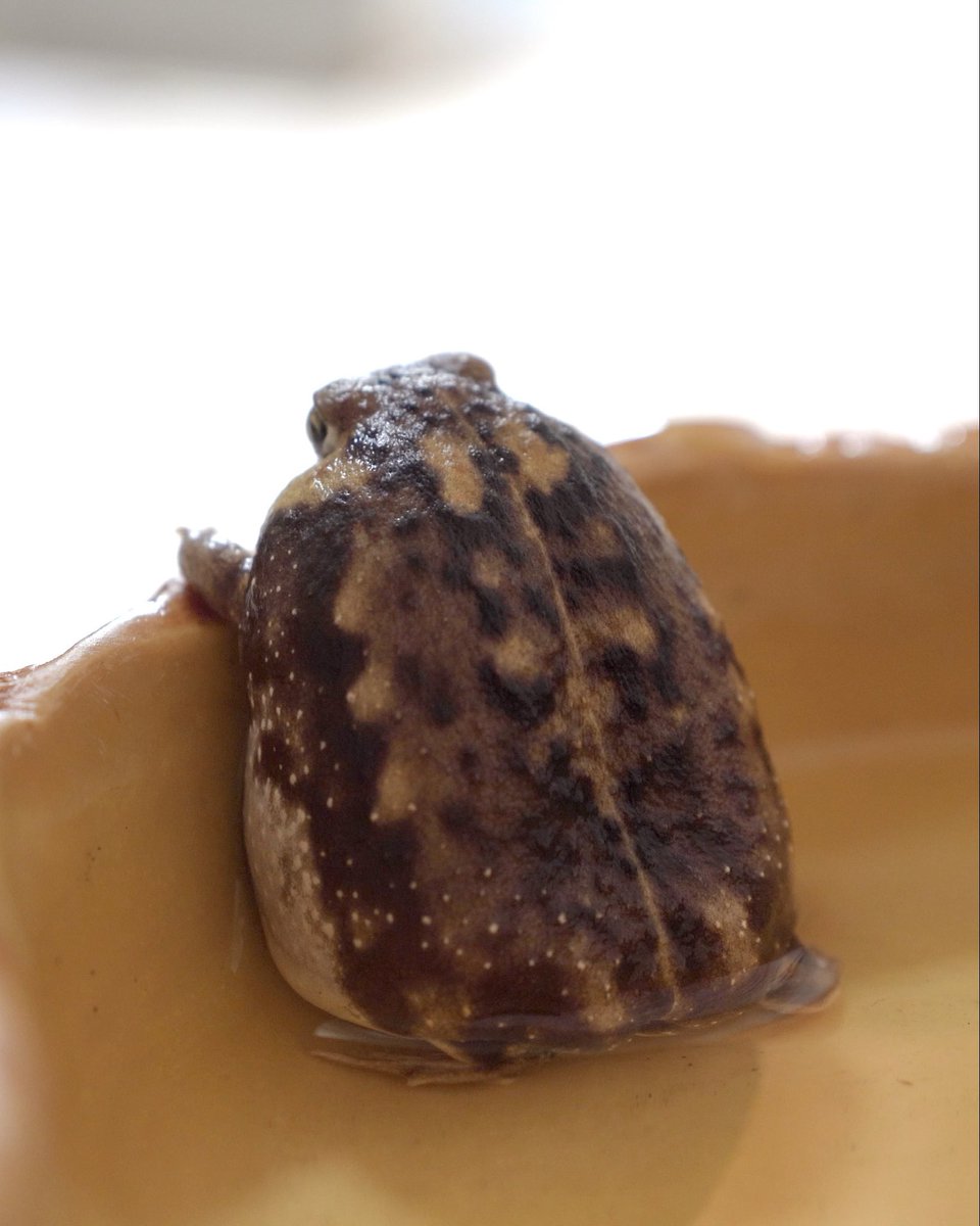 Rain frog is feeling bewildered by the large bathtub.
アメフクラガエルが大きなお風呂に戸惑っている 
youtu.be/GlJLQQWeaGA?si…