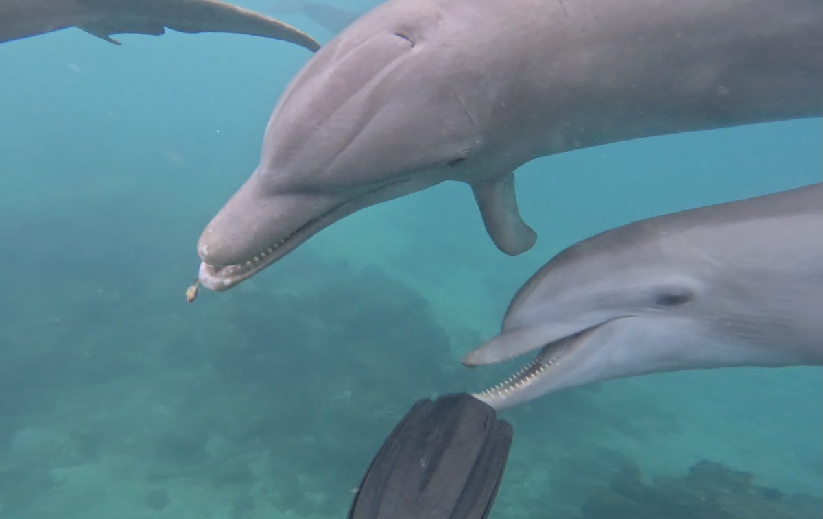 Friday was the final data collection session for this ecotour and 2025! Despite heavy rain over night, visibility was decent for recording dolphin behavior with the MVA &amp; GoPros; dolphins played w/ blades of seagrass and small pufferfish! dolphincommunicationproject.org/last-day-last-…