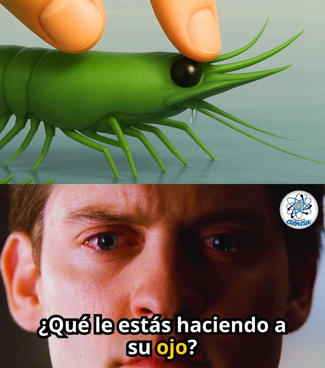 En miles de granjas alrededor del mundo, las hembras de camarones 🦐 son sometidas a un procedimiento llamado ablación del pedúnculo ocular, donde se les corta o destruye el tallo que sostiene su ojo. ¿La razón? Forzarlas a reproducirse más rápido.

Detrás de ese pequeño ojo