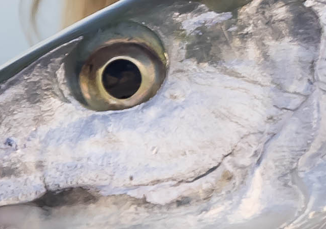 Test your knowledge and let us know in the comments if you think you can name this fish!