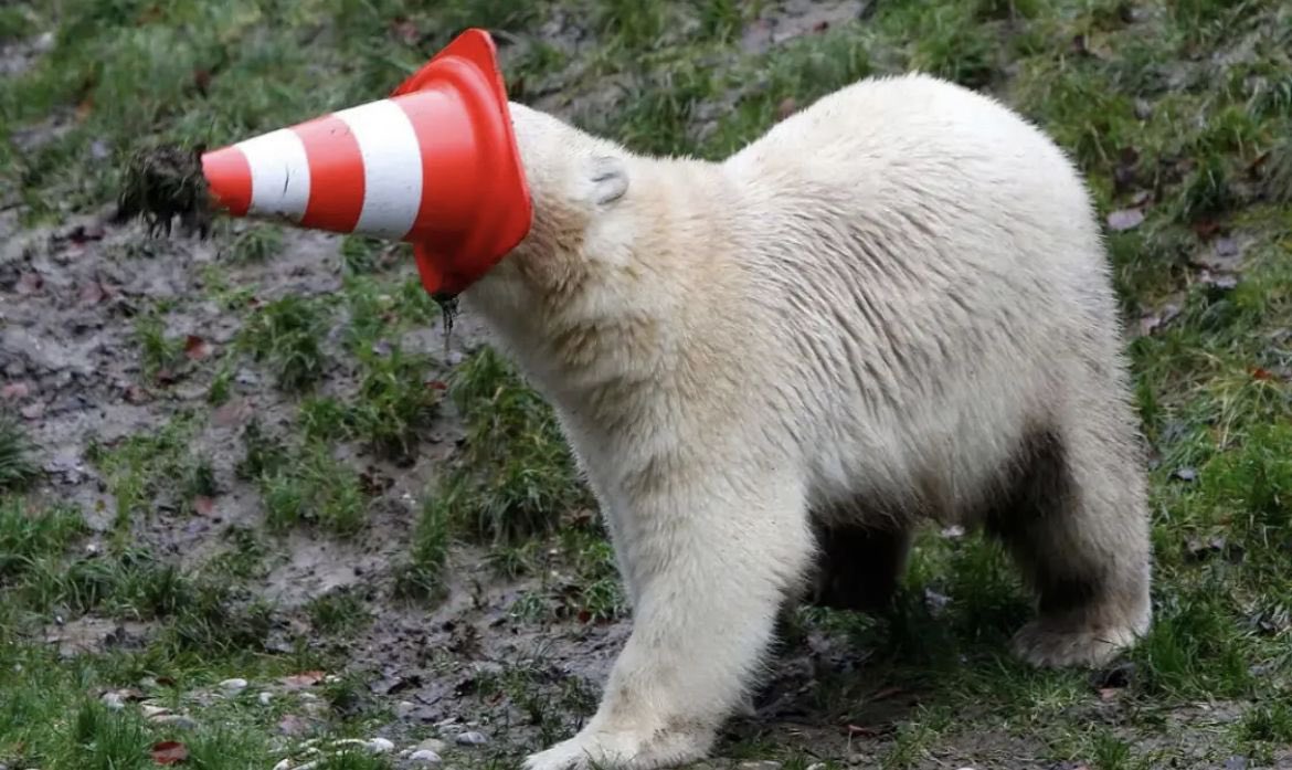 🐻 Bear 🌼 (@bearposting) on Twitter photo 
