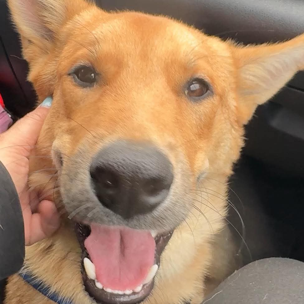 SavingStraysUK's tweet image. Please consider fostering or adoption and if you would like more information on wonderful Jupiter please email us on adoptions@savingstrays.org.uk.  #canyouhelp #rescueddogs #adopt #foster