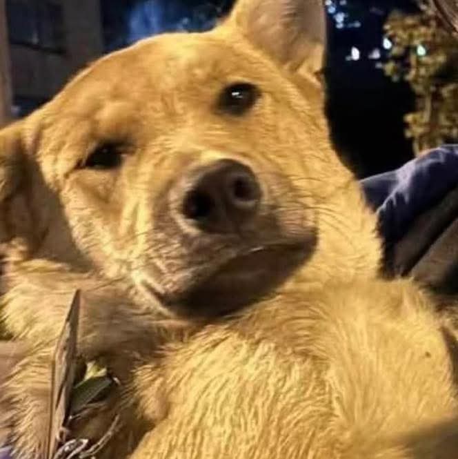 SavingStraysUK's tweet image. Please consider fostering or adoption and if you would like more information on wonderful Jupiter please email us on adoptions@savingstrays.org.uk.  #canyouhelp #rescueddogs #adopt #foster