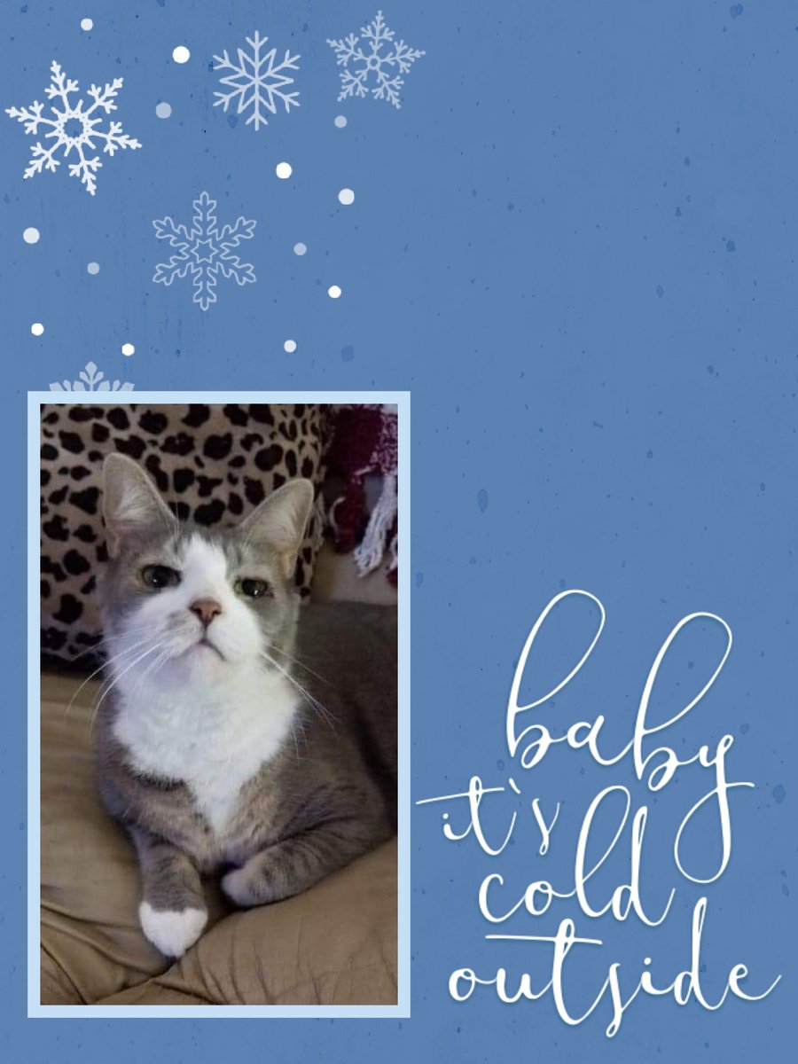 lynne_melby's tweet image. ❄️🐾 Caturday with BoogerRoux — our very first frost has arrived, and brrr… it’s so cold outside!

Thankfully, nothing warms the heart like kitty cuddles on a chilly morning. Stay cozy, friends! 💙🐾

#BoogerRoux #CaturdayVibes #FirstFrost #CozyWithCats #StayWarm
