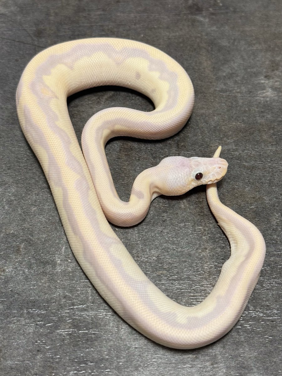 asahi 🐍@ α R's⚜️2026ことよろ🎍🍶 (@asahi_royals) / Posts / X