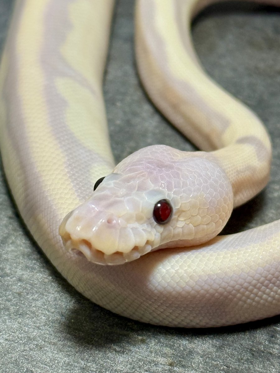 asahi 🐍@ α R's⚜️2026ことよろ🎍🍶 (@asahi_royals) / Posts / X