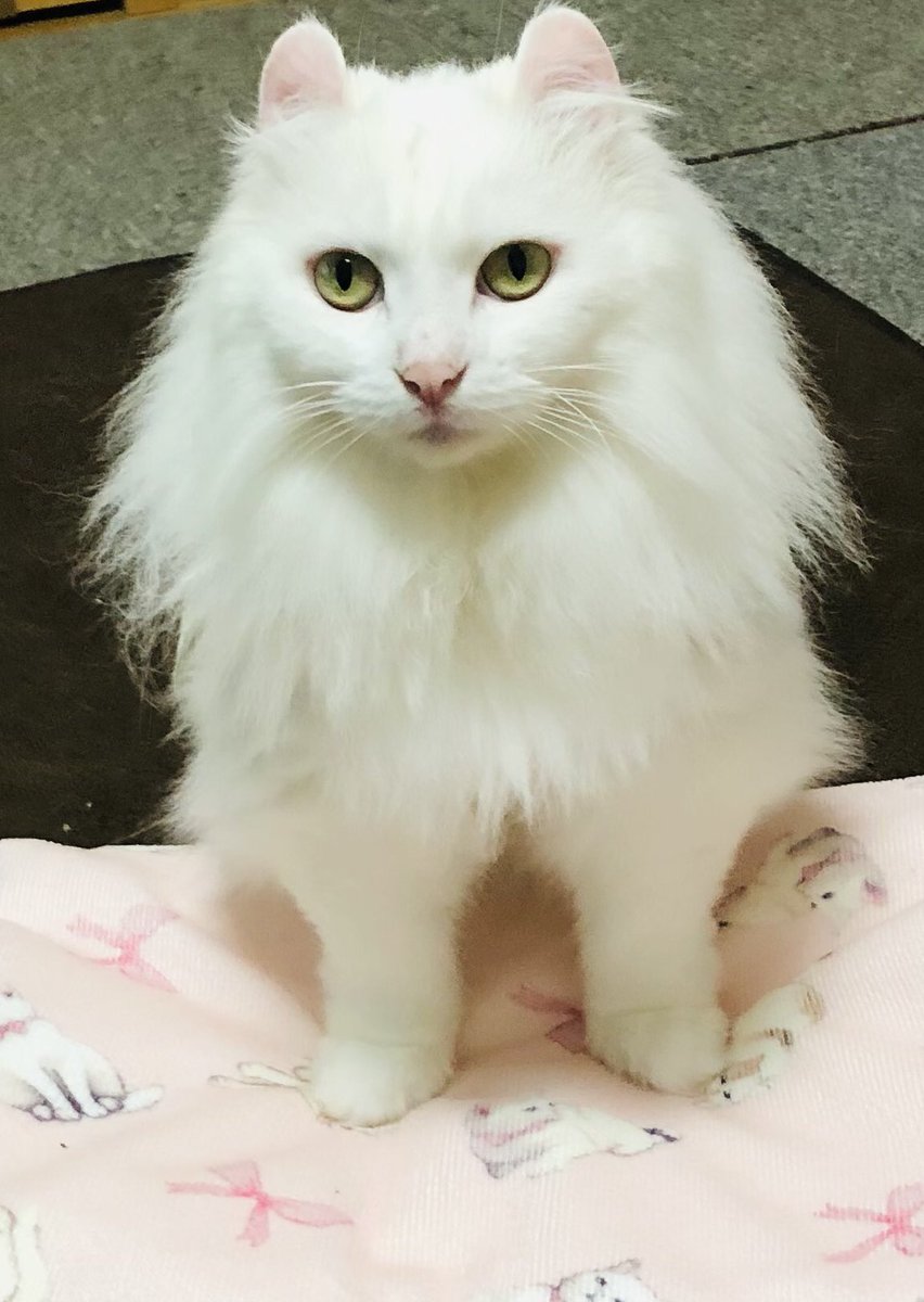 しろねこ🐾🐱💭 on X