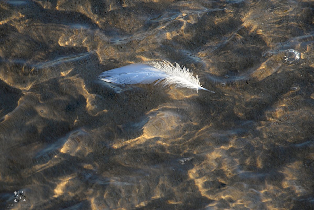 EvelyneViolleau's tweet image. Matières et formes.
Transparence et lumière.
La plage offre beaucoup au photographe.
Bon appétit.