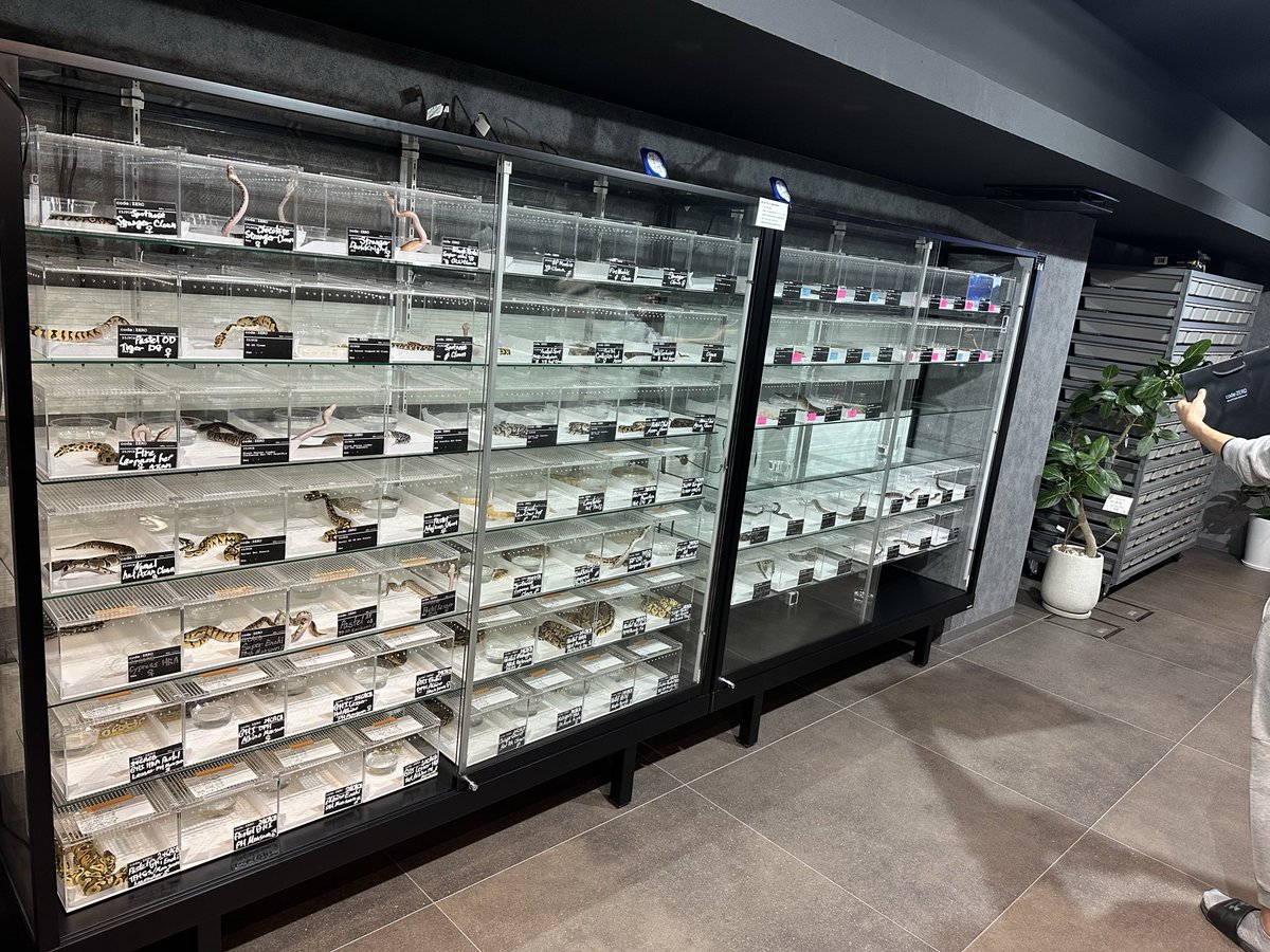 chappi_python's tweet image. 先週に引き続きcode:ZEROさんにお邪魔しておりました🙇‍♂️
遅くまでありがとうございました！
ボールのハイエンドモルフ達も見れて色々と話も聞けて楽しかったです🔥
近々お店にまた遊びに行きます💪
@codeZERO0407